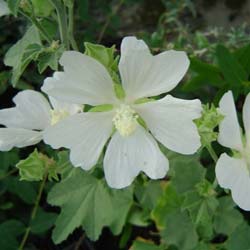 Lavatera 'Ice Cool'